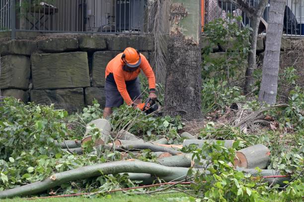 Best Tree Cutting Near Me  in Lake Stevens, WA